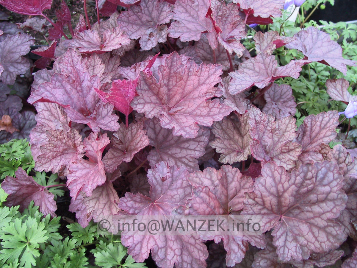 Heuchera Cascade Dawn.JPG